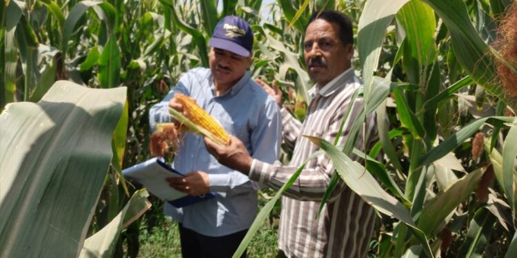 دودة الحشد الخريفية