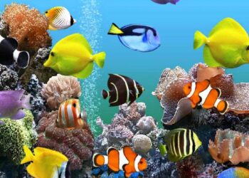 أنواع أسماك الزينة