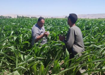 أمراض النباتات