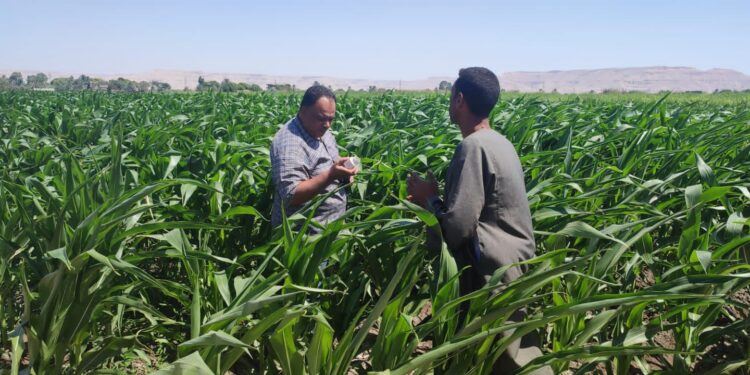 "الزراعة" تستعرض أهم الأنشطة البحثية والارشادية والخدمية لمعهد أمراض النباتات خلال يوليو الماضي 1 أمراض النباتات