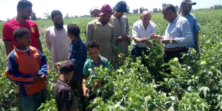 محصول القطن