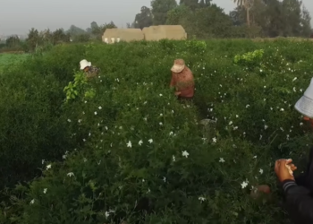 أراضي الأوقاف والإصلاح الزراعي