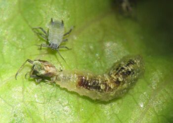 الإدارة المتكاملة لمكافحة الآفات