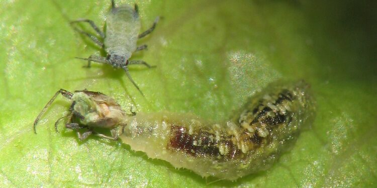 الإدارة المتكاملة لمكافحة الآفات.. آلياتها وعلاقتها بـ"إدارة المحصول" والمبيدات الكيماوية 1 الإدارة المتكاملة لمكافحة الآفات