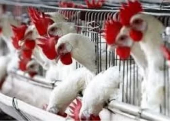 الثروة الداجنة