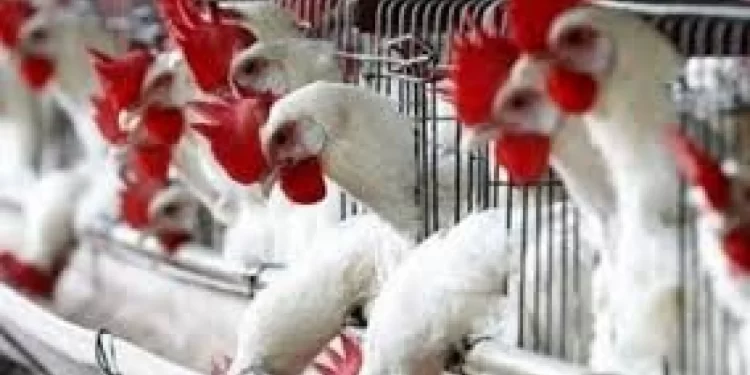 الثروة الداجنة.. أهم التحديات التي تواجهها وطرق التغلب عليها 1 الثروة الداجنة