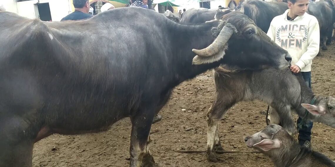 التناسل في الجاموس في دورة تدريبية بمعهد الإنتاج الحيواني 1 التناسل في الجاموس