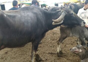 التناسل في الجاموس