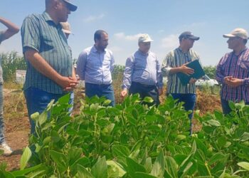 الزراعة تتابع البرامج البحثية والإكثارات للمحاصيل الصيفية بمحطة سخا