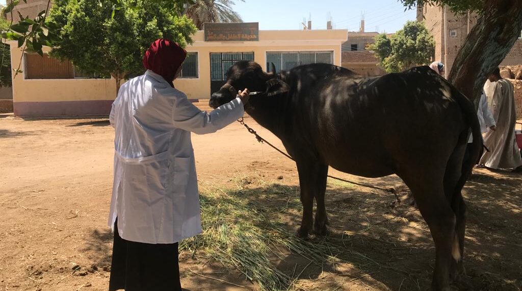 الحمى القلاعية