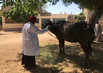 الحمى القلاعية