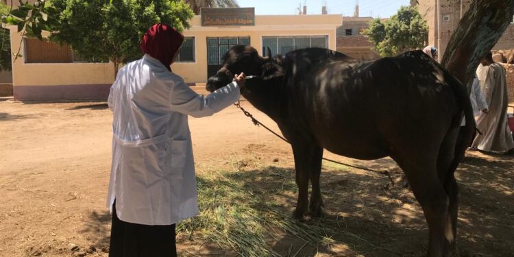 الحمى القلاعية.. هل تخضع الحيوانات المُصابة للتحصين؟ "الطب الوقائي" يُجيب 1 الحمى القلاعية