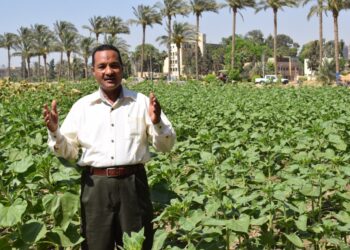 المحاصيل الزيتية