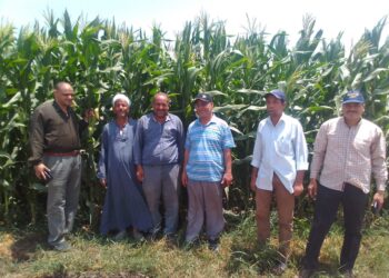 محصول الذرة الشامية