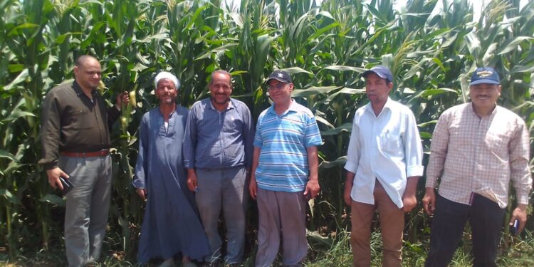 زراعة أسيوط تتابع محصول الذرة الشامية بصدفا 1 محصول الذرة الشامية