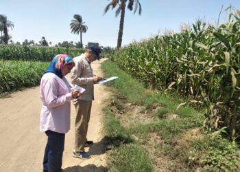 دودة الحشد الخريفية