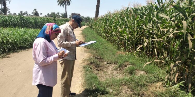 دودة الحشد الخريفية