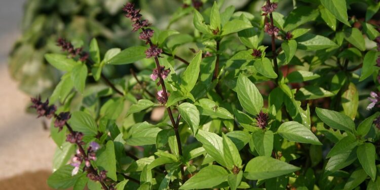 الريحان.. 13 ميزة اقتصادية وصحية لـ"الفرنسي" وأضرار "البلدي" على الأطفال 1 الريحان