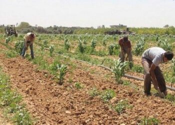 الزراعة التعاقدية