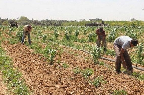 الزراعة التعاقدية.. رسالة دعم واهتمام من الدولة لجموع "الفلاحين" 1 الزراعة التعاقدية