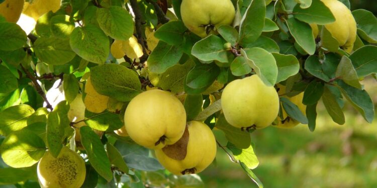 السفرجل صيدلية طبيعية ..إليك قيمته الغذائية والظروف المناسبة لزراعته 1 السفرجل