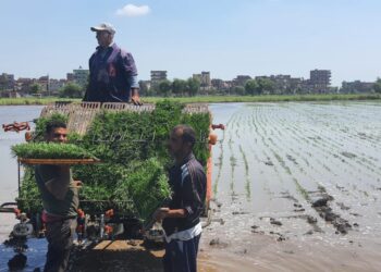 الشتل الآلي للأرز