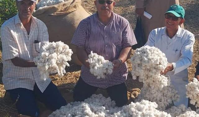 بدء جني محصول القطن بالوادي الجديد 1 القطن