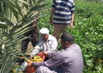 المركزي للنخيل