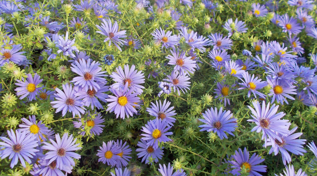 النباتات الطبية والعطرية