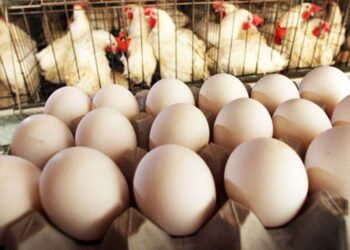 بيض المائدة