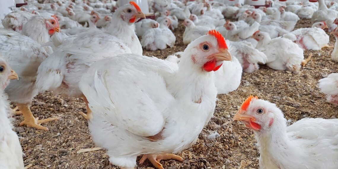 تربية وإنتاج الدواجن.. كيف تتغلب على ارتفاع معدلات النفوق خلال ذروة الحرارة؟ 1 تربية الدواجن