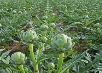 تكثيف زراعة الخرشوف