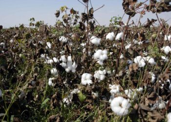 جفاف حجر القطن