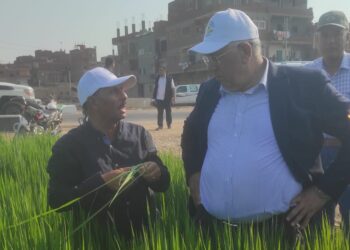 أرز سخا سوبر 300