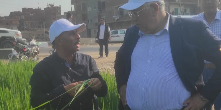 أرز سخا سوبر 300