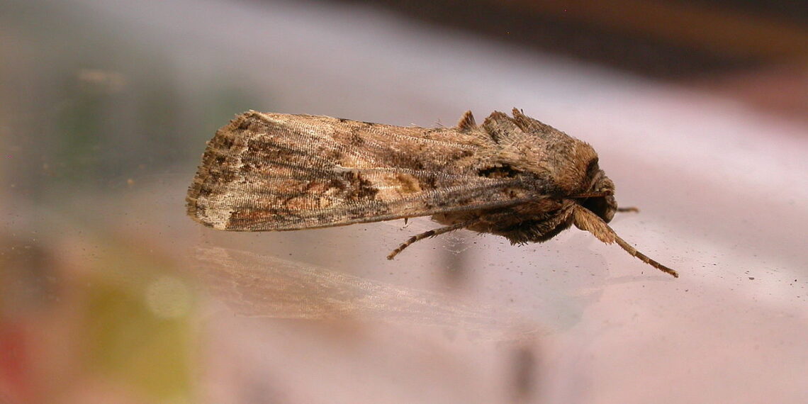 إجراءات مكافحة دودة الحشد الخريفية