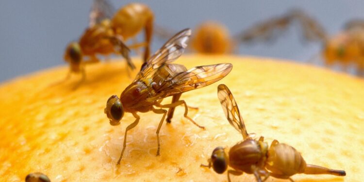 ذبابة الخوخ.. أهم عوائلها وطرق تلافي انتشارها وأبرز الأخطاء الشائعة 1 ذبابة الخوخ