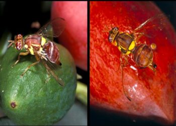 ذبابة الخوخ