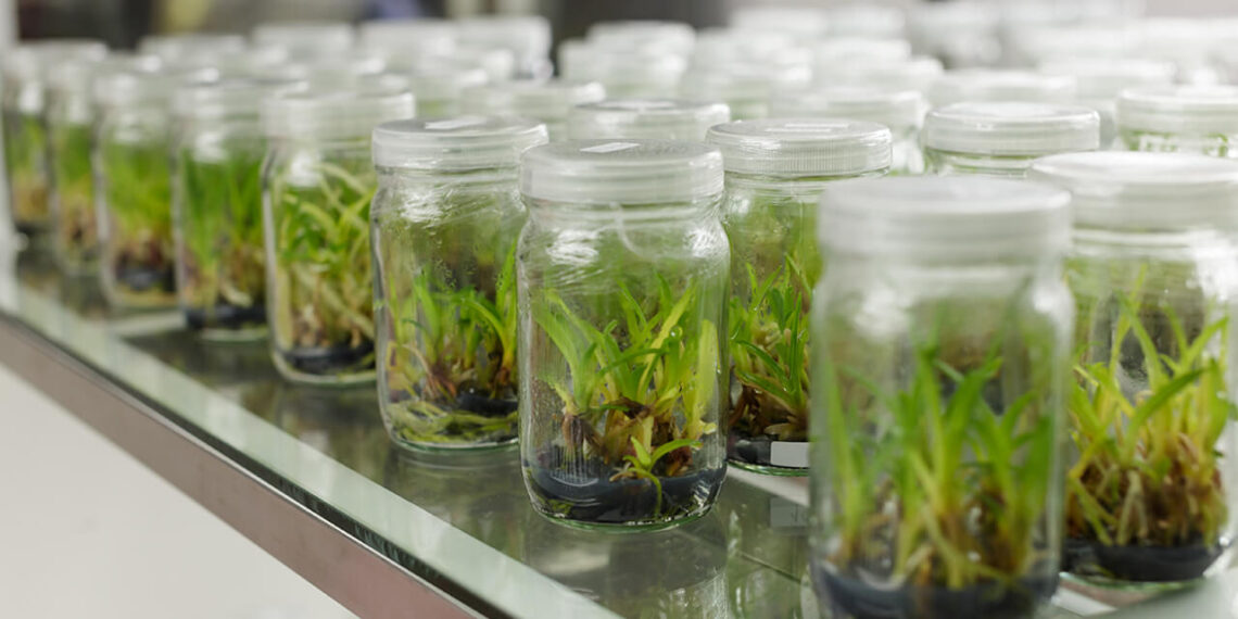 زراعة الأنسجة.. 3 أخطاء مؤثرة على محصول الموز وركائز خطة العلاج 1 شتلات الموز