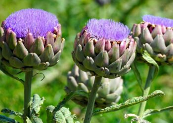 محصول الخرشوف