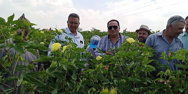 محصول القطن