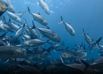 نقل الزريعة