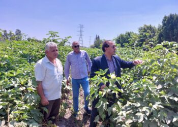 محصول القطن