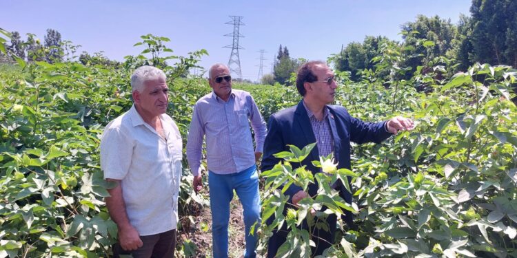 محصول القطن