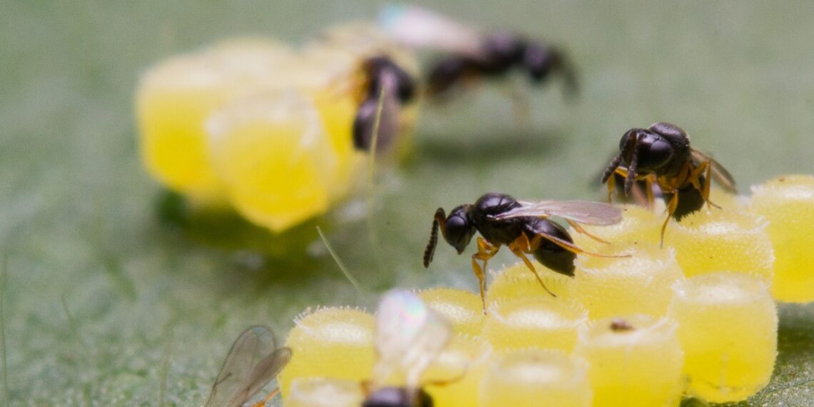 التيلينوماس.. لجنة "إدارة الأزمة" تكشف عن أحدث وسائل مكافحة دودة الحشد 1 طفيل التيلينوماس