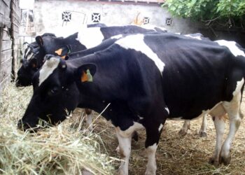 فيروس الحمى القلاعية