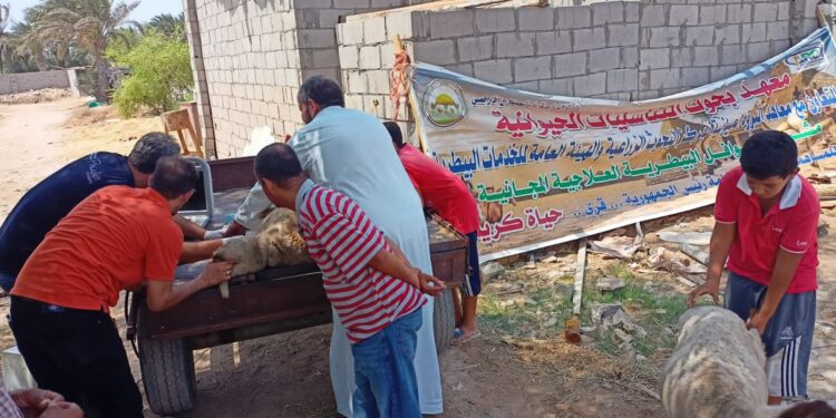 الزراعة علاج وفحص أكثر من 1700 رأس ماشية مجانا لصغار المربين بجنوب سيناء 1 ماشية