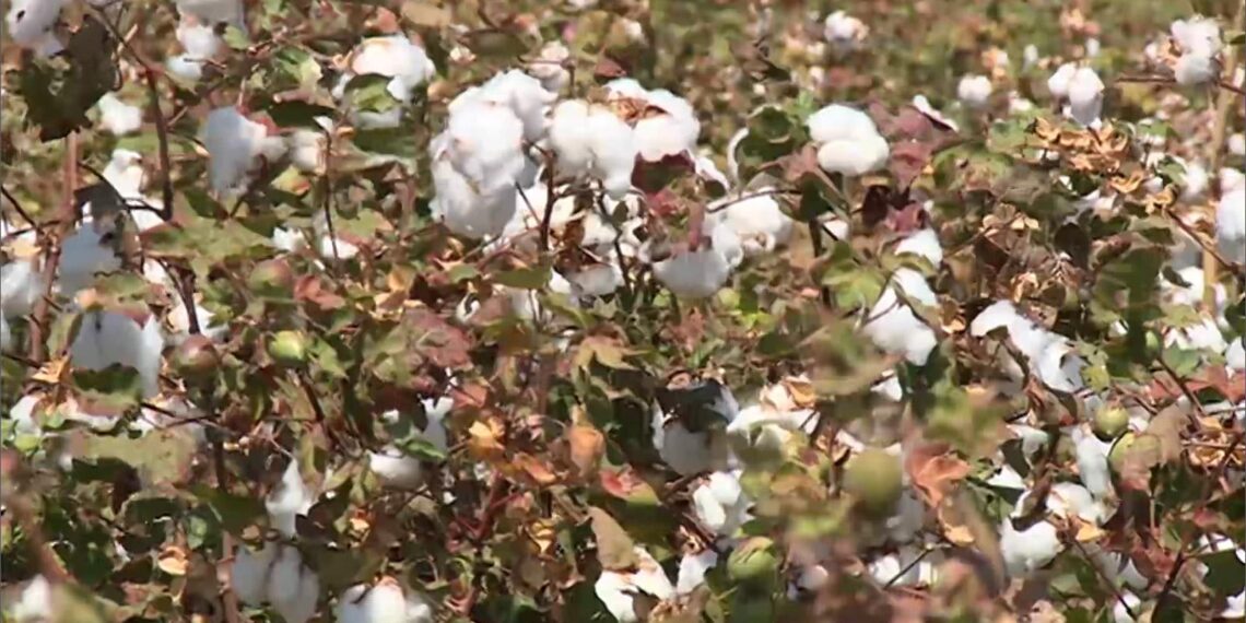 مشاكل القطن.. "باحث": علاج الجفاف وتساقط الوسواس في 8 خطوات 1 مشاكل القطن