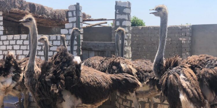 تربية النعام