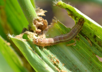 مكافحة دودة الحشد